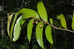 Goniothalamus wightii